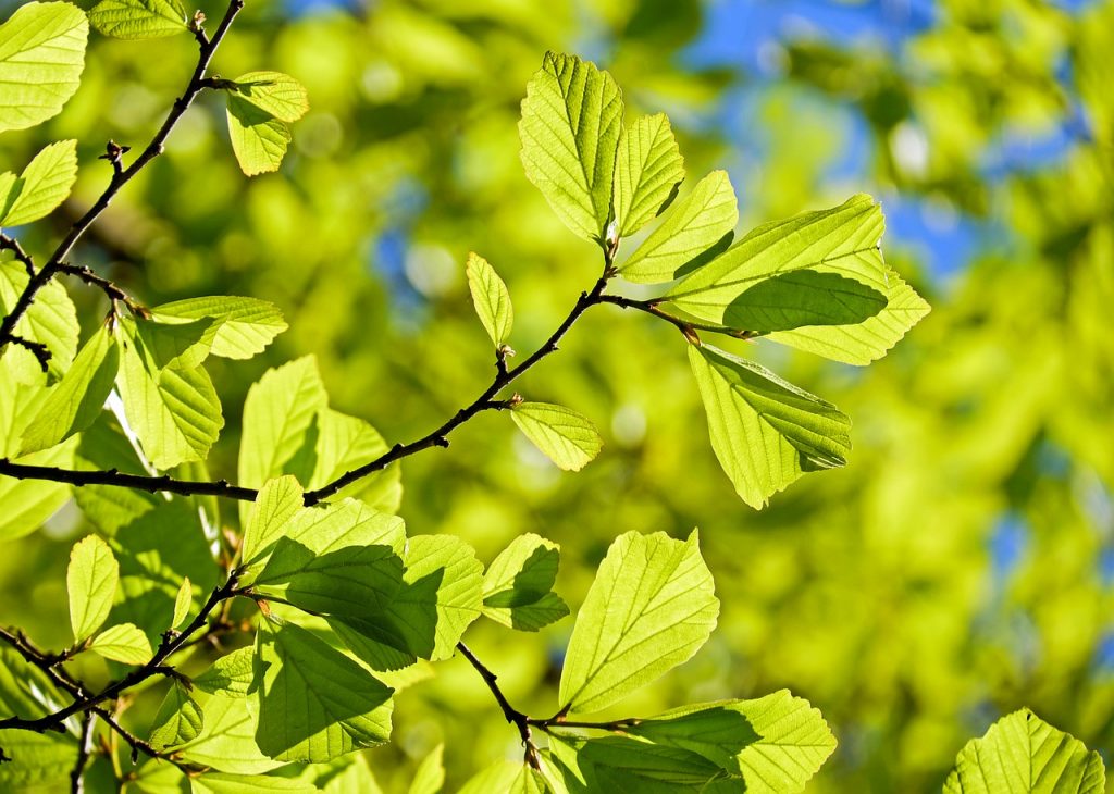 giovani foglie verdi primaverili